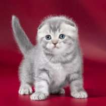 Куплю вислоухого котенка, в Ульяновске