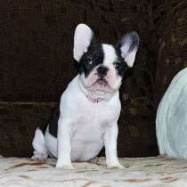 Щенки Французского бульдога питомник, в Челябинске
