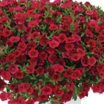 Здравствуйте, собираю заказы на 2026год. На рассаду цветов, в Рязани