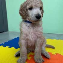 Большой королевский пудель, щенок, в Санкт-Петербурге