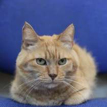 Чудесный рыжий котик Симбочка в добрые ручки в дар!, в г.Минск