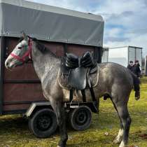 Лошадь, в Нальчике