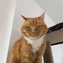 Ласковая и умнейшая кошка Жуля в дар, в Москве
