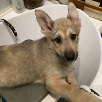 Отдам в добрые руки щенков, 3 мес, в Сургуте