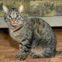 Отдам даром Макс, великолепный молодой полосатый кот, в Москве