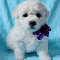 Бишон фризе Архангельск, в Архангельске