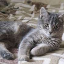 Ласковая кошечка - котенок - ищет дом, в Москве