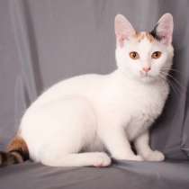 Искристая котенок Зефирка в дар, в Москве