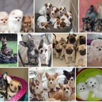 Питомник щенков Череповец, в Череповце