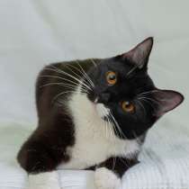 Черно-белая изящная кошка Марси в добрые руки, в Москве