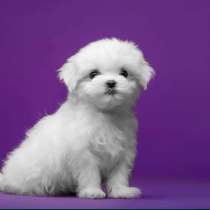 Щеночки Мальтезе, в Хабаровске
