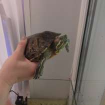 Отдам черепаху "Красноухаю", в Санкт-Петербурге