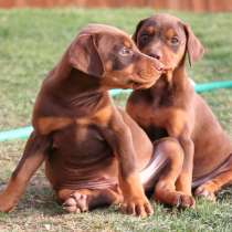 Доберман Чита, в Чите