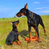 Доберман Биробиджан, в Биробиджане