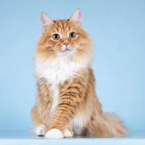 Для рыжего лапочки по имени Пушкин ищем самые добрые руки, в Москве