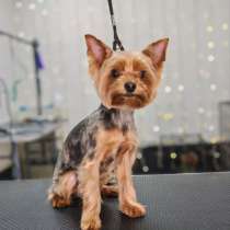 Груминг собак и кошек, в Новосибирске