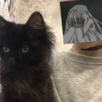 Котенок, в Красноярске