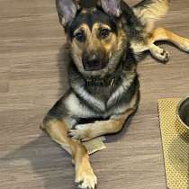 Щенок овчарки в добрые руки, в Новосибирске