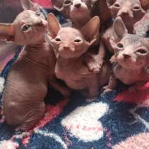 Котята, в г.Донецк