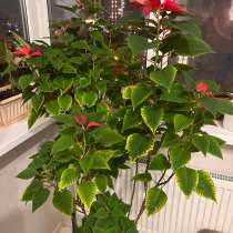 Пересадка комнатных растений, в Краснодаре