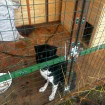 Молодая лайка ищет своего человека, в Солнечногорске