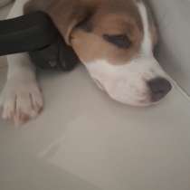 Продам щенка бигуля, в г.Паттайя