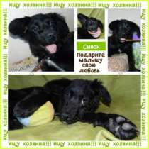 Отдам даром Щенок Сынок , в ответственные руки! Двортерьер, 5 мес., в Новосибирске