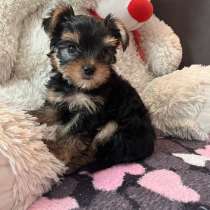 Йоркширский терьер, в Уссурийске