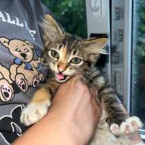 Кошечка, в Туапсе