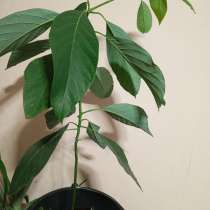 Авокадо дерево, в Анапе