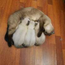 чистокровные тайские котята, в Санкт-Петербурге