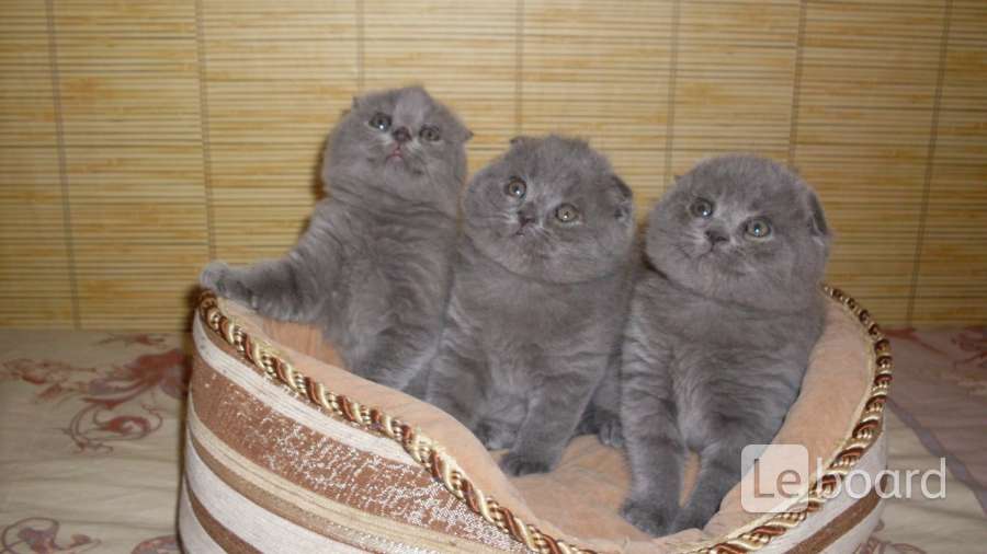 Коты Голубого Окраса Фото