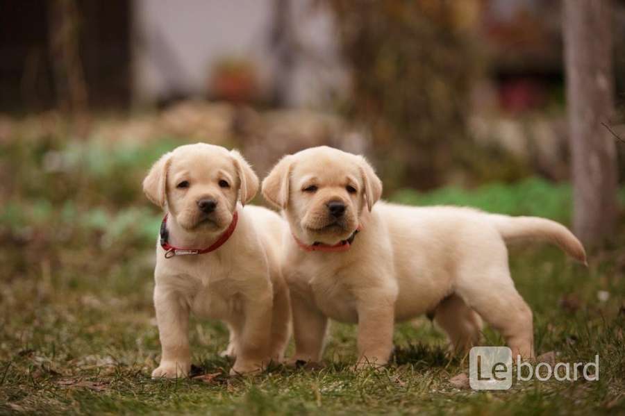 Питомник белгород собаки. Лабрадор 1. Лабрадор палевый черный шоколадный. Заводчики лабрадоров иваново. Лабрадоры ркф.
