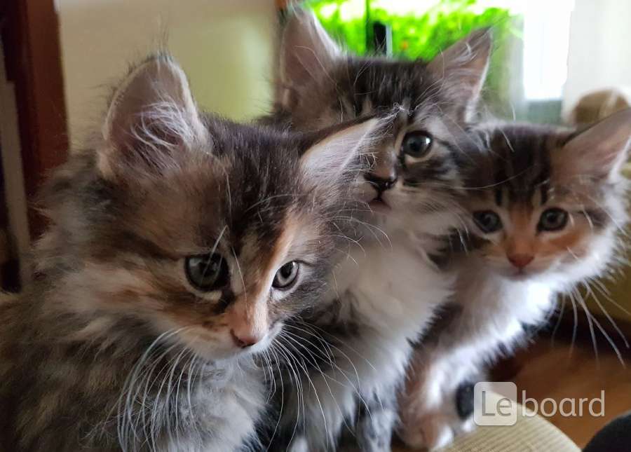 Авито вислоухие котята. Котята в уфе. Уфа кошки отдам. Котята в добрые руки уфа. Котята в уфе.