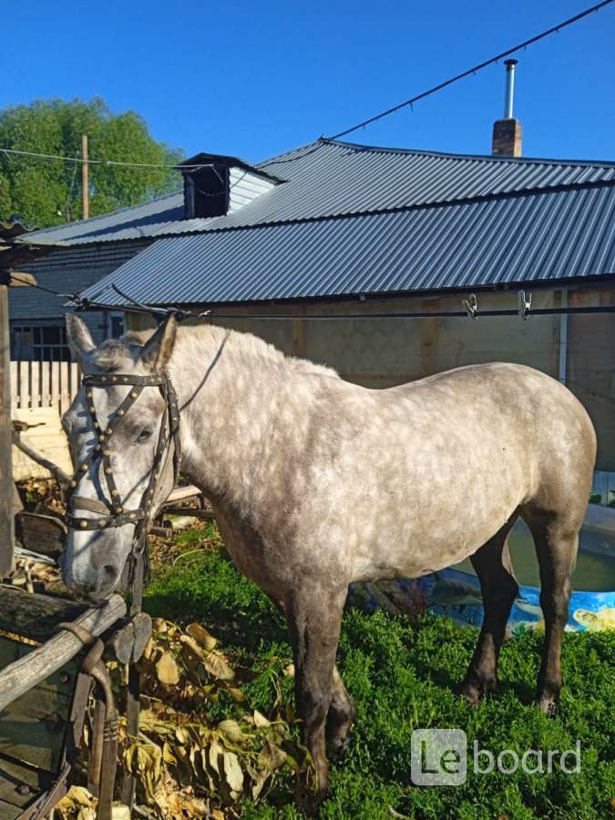 Продажа Коней В Новосибирской Области На Авито