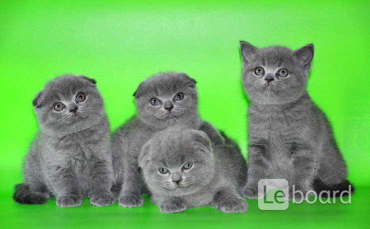 Где Можно Купить Шотландскую Кошку